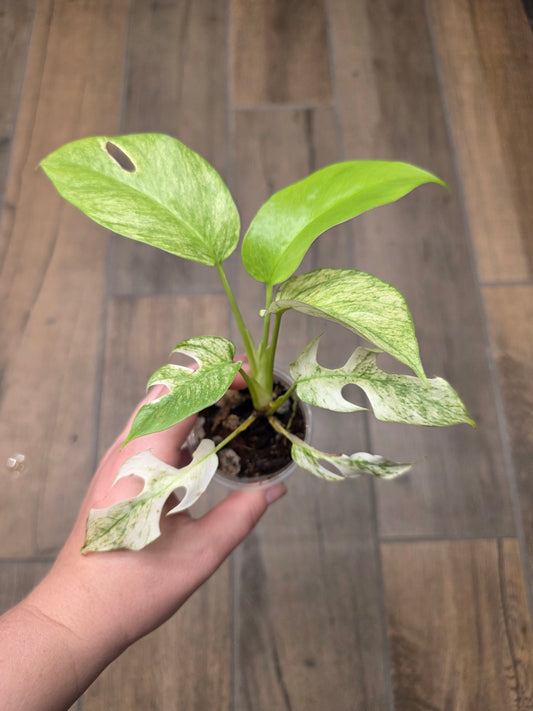 Rhaphidophora Tetrasperma White Monster