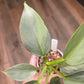Philodendron Silver Sword Variegated