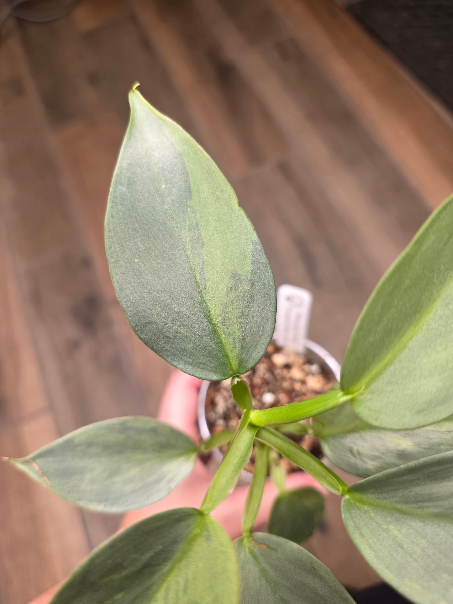 Philodendron Silver Sword Variegated
