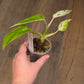 Philodendron Emerald Ice