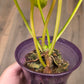 Philodendron Minnarum Aurea Variegated