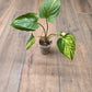 Homalomena Rubescens Aurea
