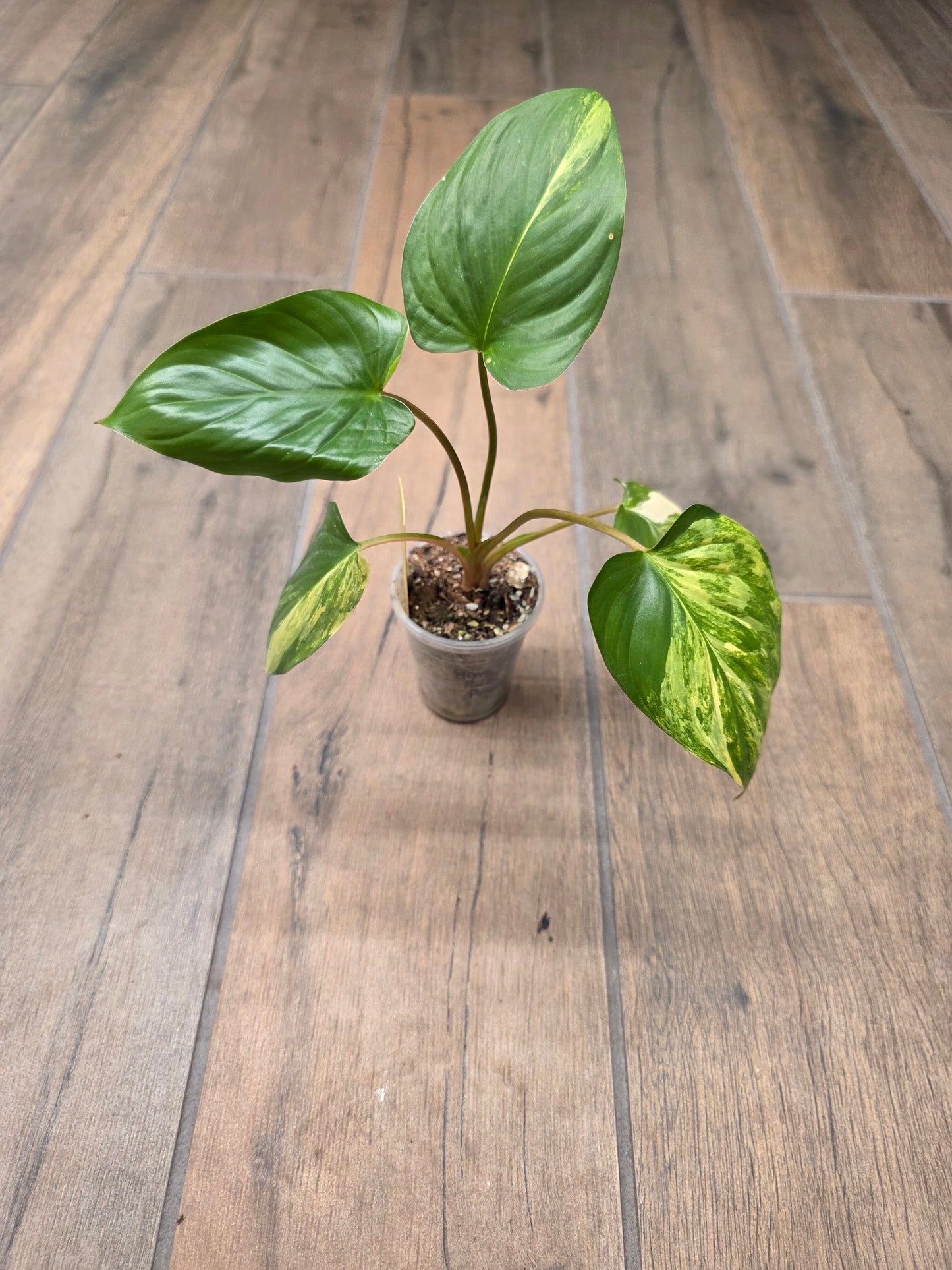 Homalomena Rubescens Aurea