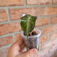 Alocasia Venom