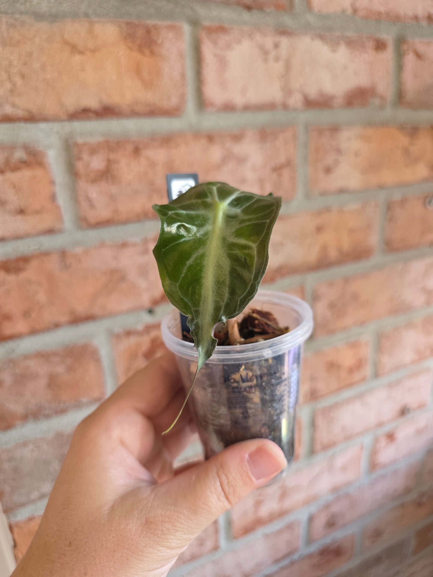 Alocasia Venom