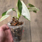 Philodendron Emerald Ice