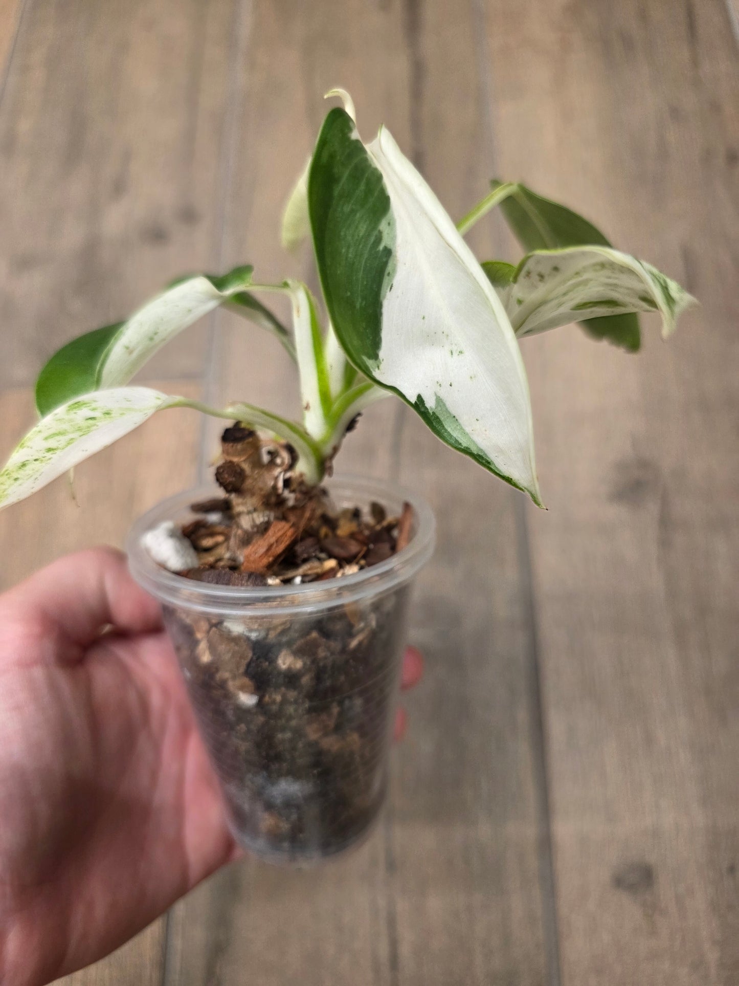 Philodendron Emerald Ice