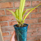 Anthurium Scorpiones Mint