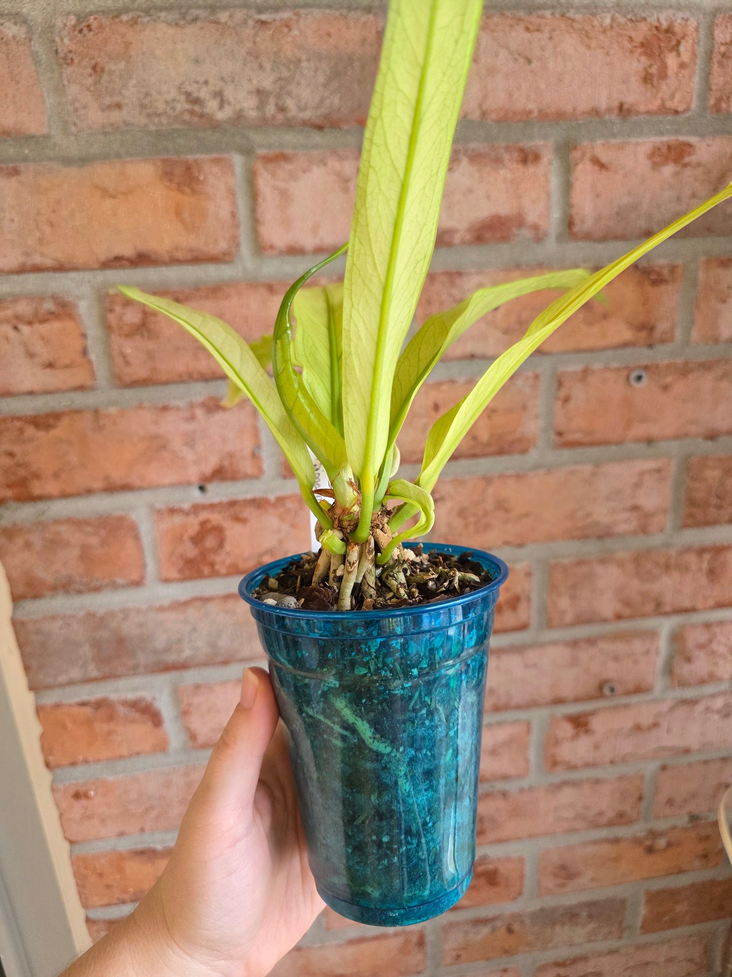 Anthurium Scorpiones Mint