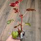 Begonia Cucullata Pink Variegated