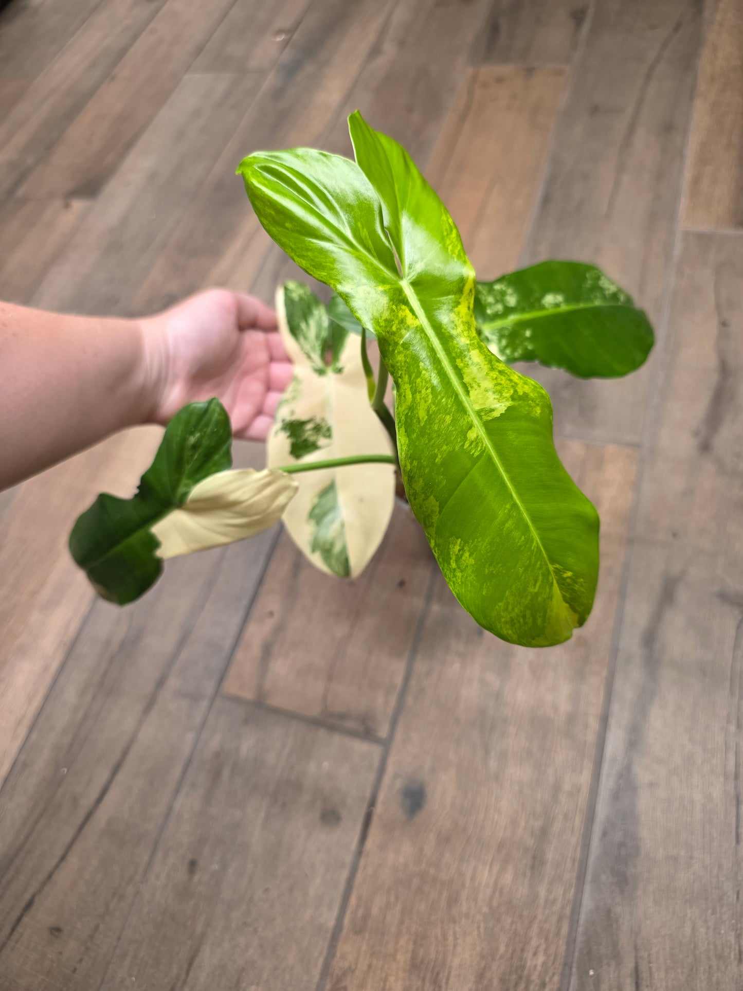 Philodendron Paraiso Verde X FL Beauty 'Aquarius'