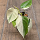 Philodendron Hederaceum Albo Variegated