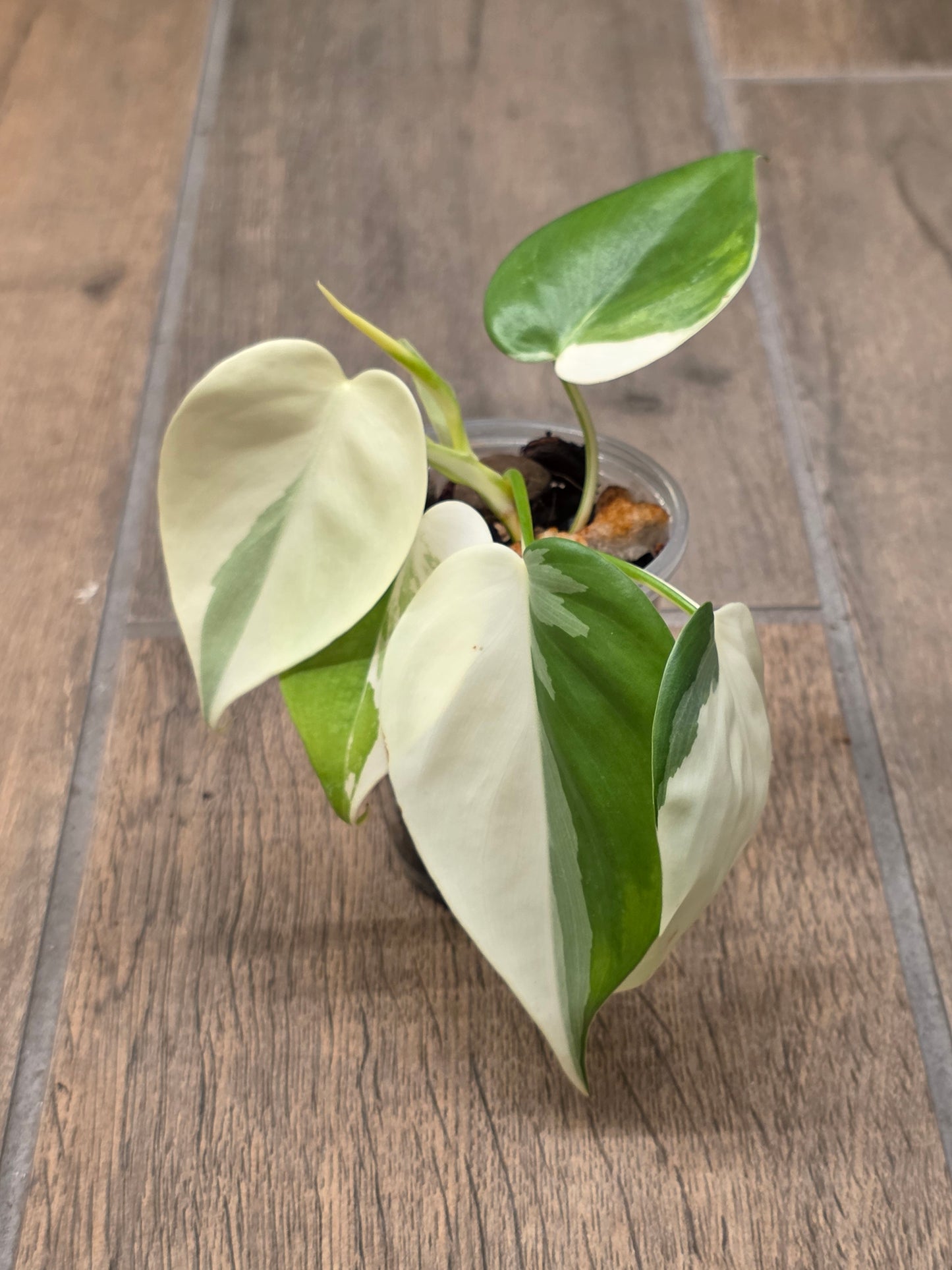 Philodendron Hederaceum Albo Variegated