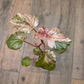 Begonia Cucullata Pink Variegated