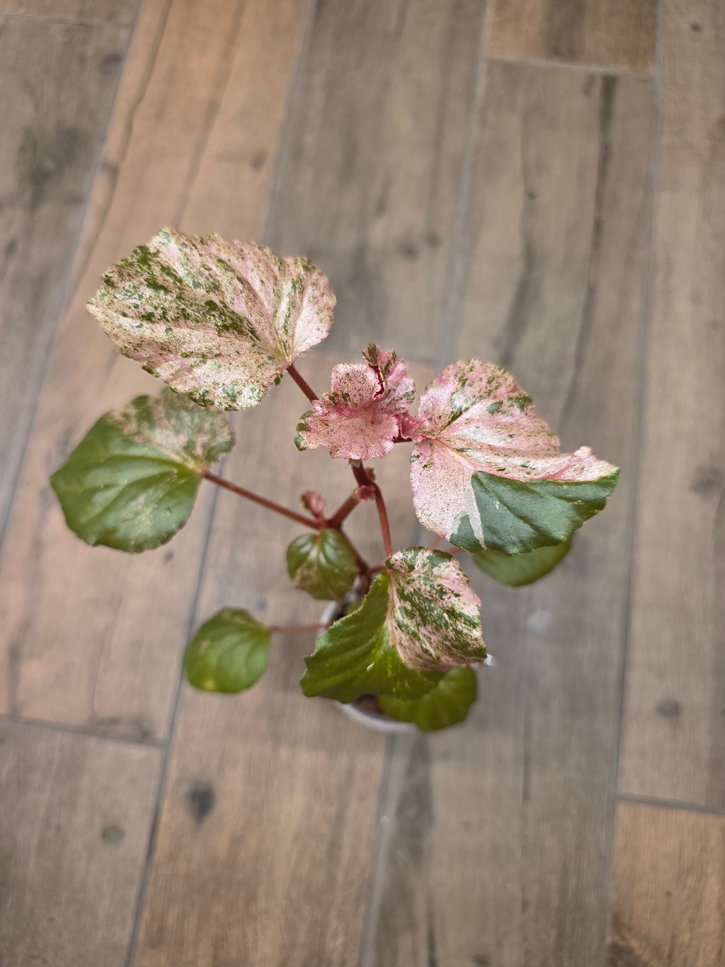 Begonia Cucullata Pink Variegated