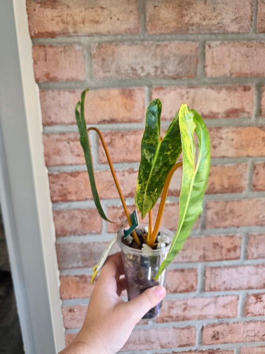 Philodendron Billietiae Variegated