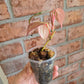 Philodendron Micans Albo/Pink Variegated