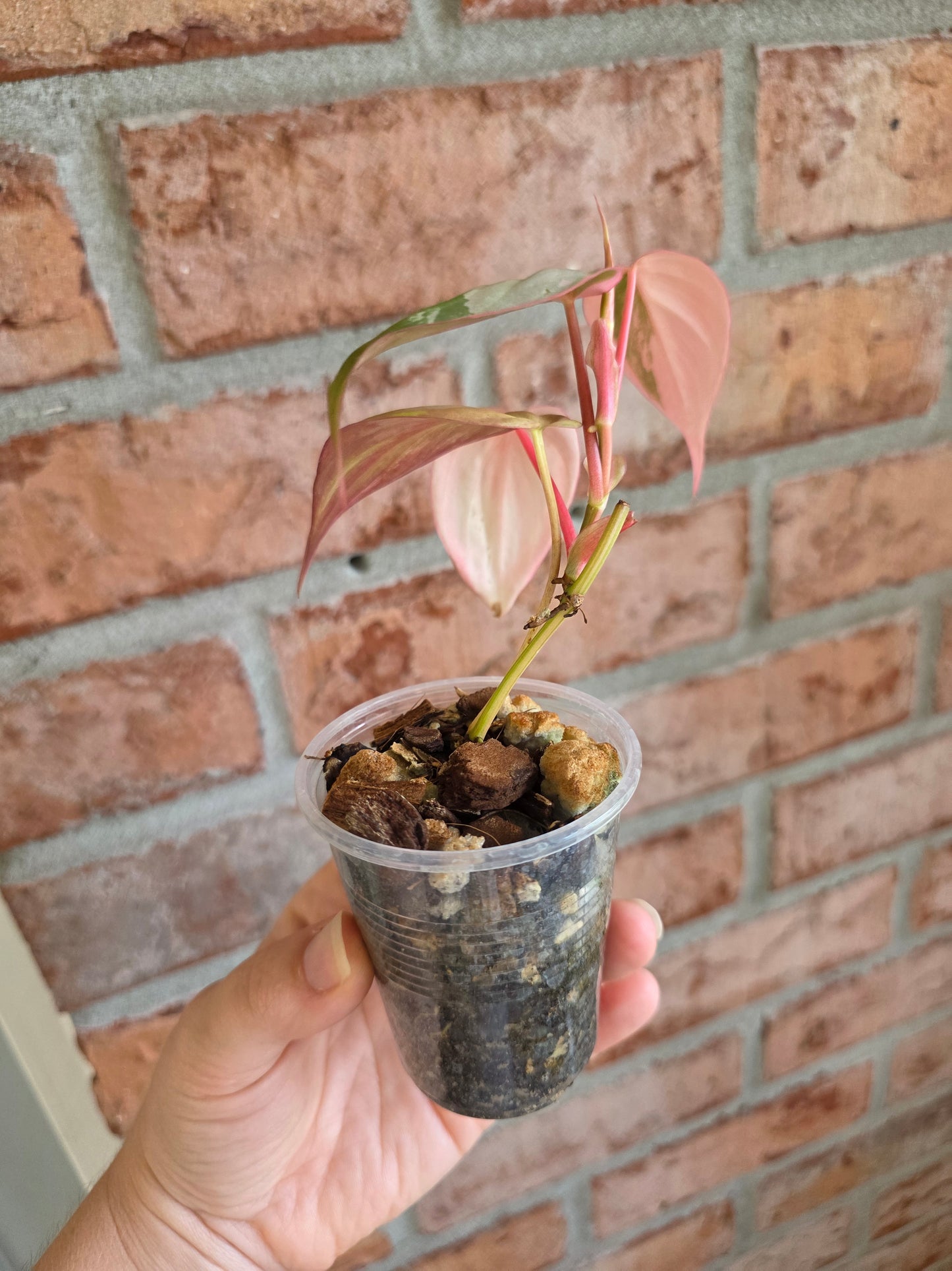 Philodendron Micans Albo/Pink Variegated