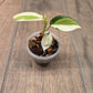 Philodendron Gabby