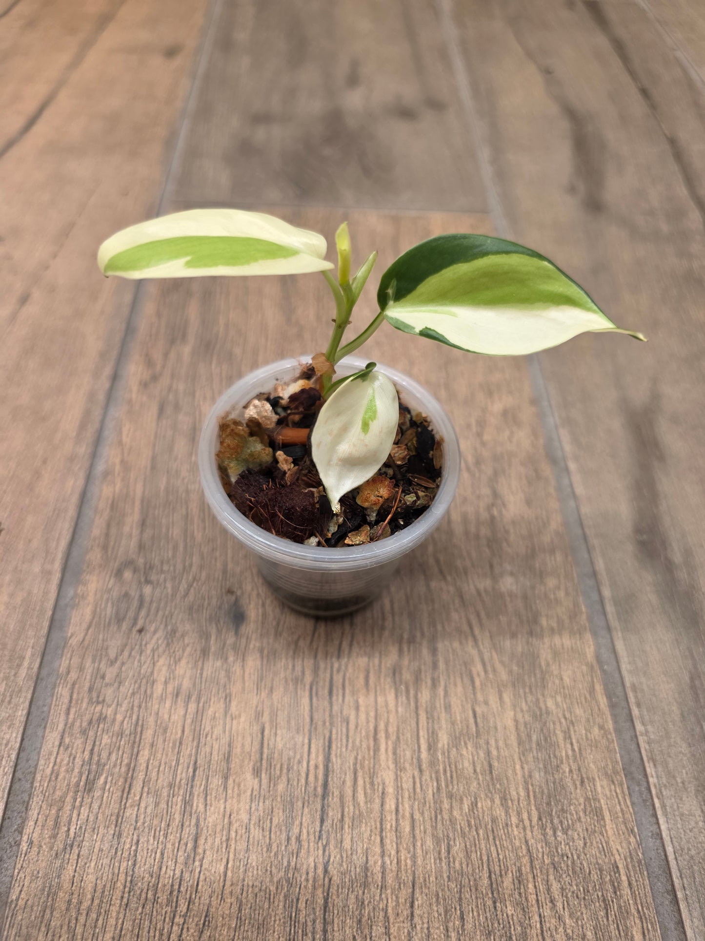 Philodendron Gabby