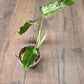 Philodendron Emerald Ice
