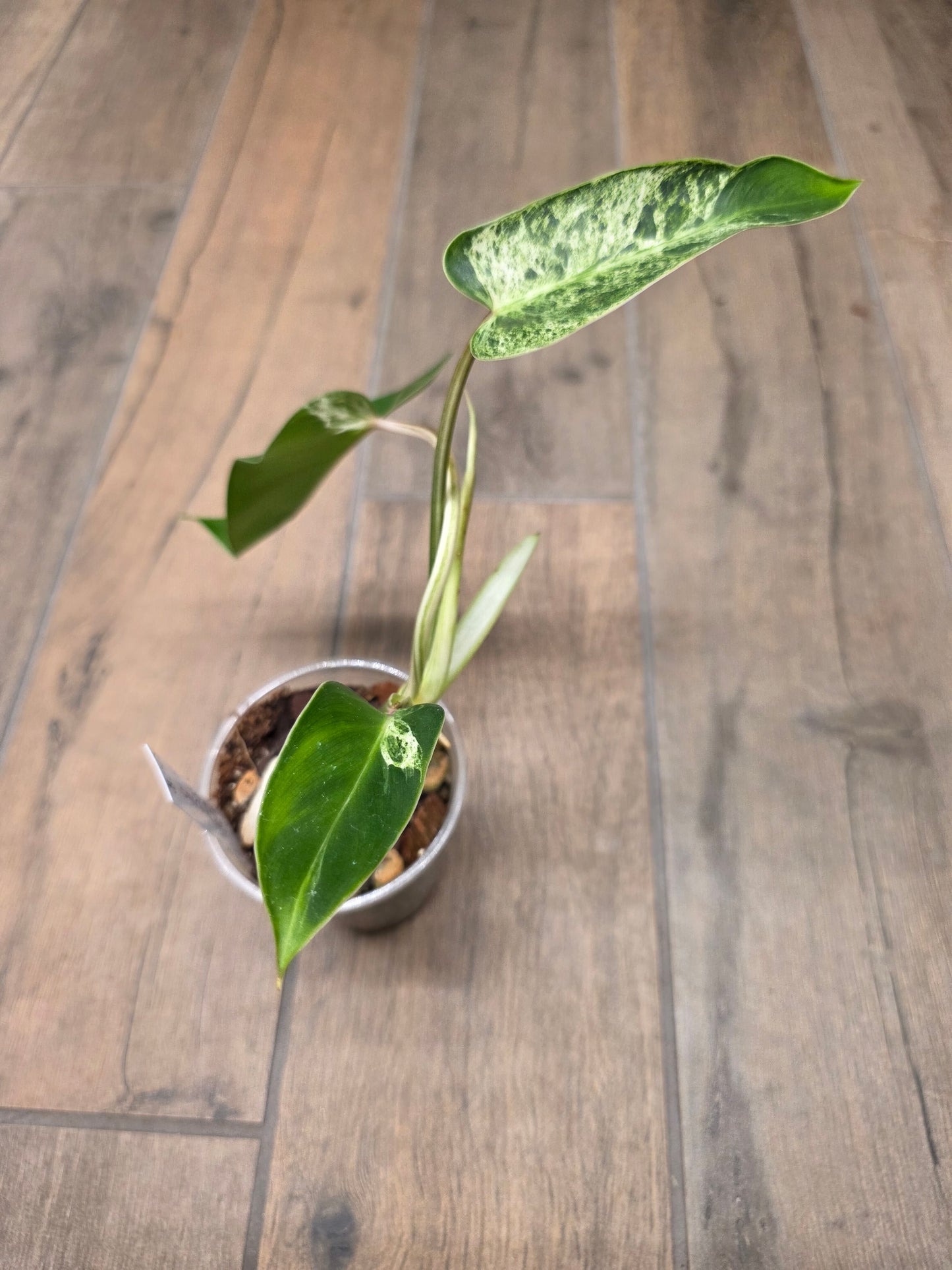 Philodendron Emerald Ice