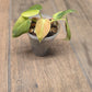 Philodendron Melanochrysum Orange/Pink