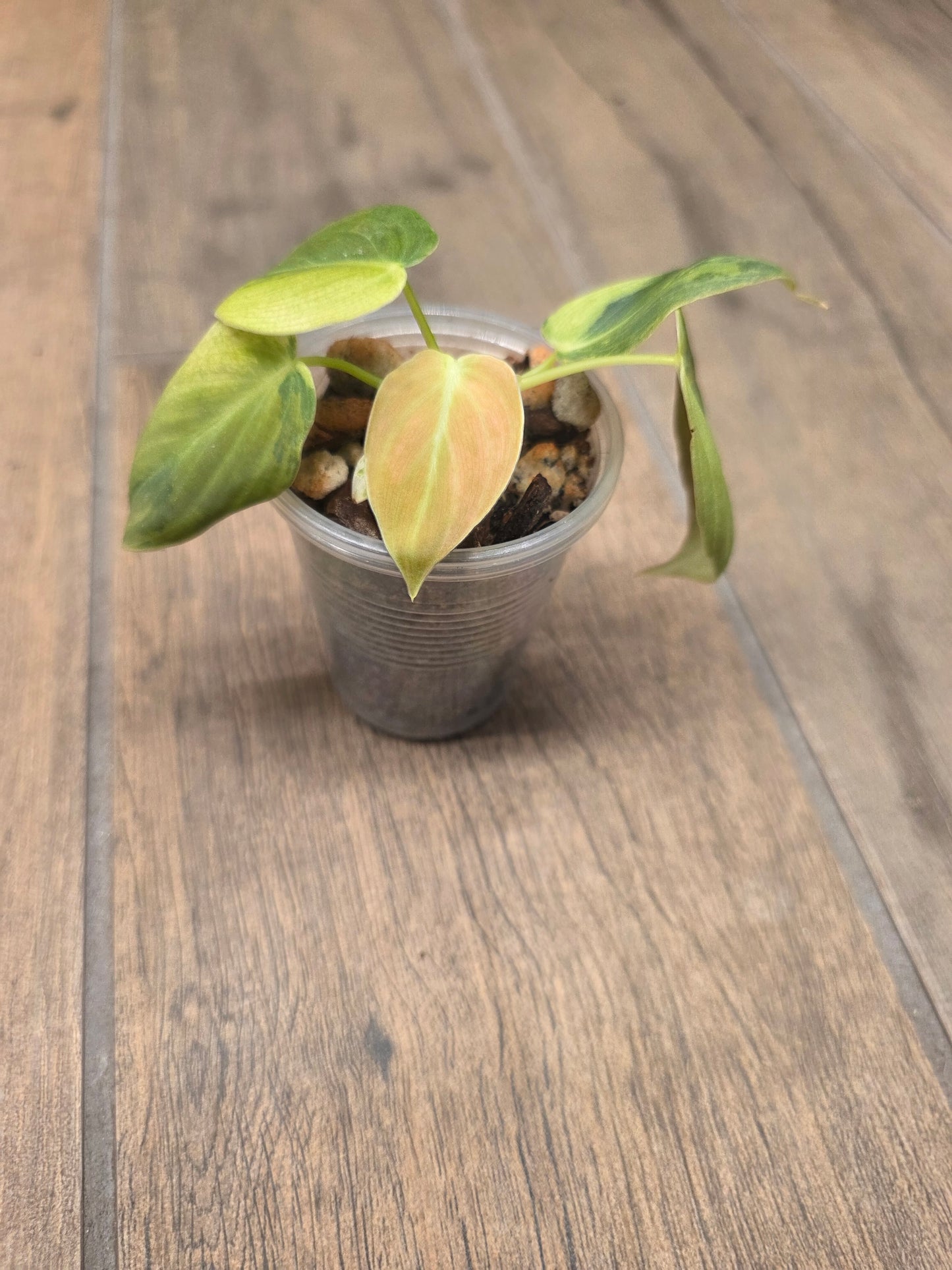 Philodendron Melanochrysum Orange/Pink