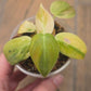 Philodendron Melanochrysum Orange/Pink