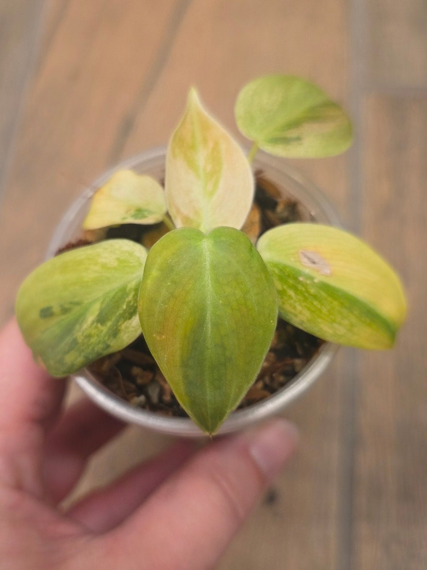 Philodendron Melanochrysum Orange/Pink