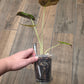 Alocasia Wentii Aurea
