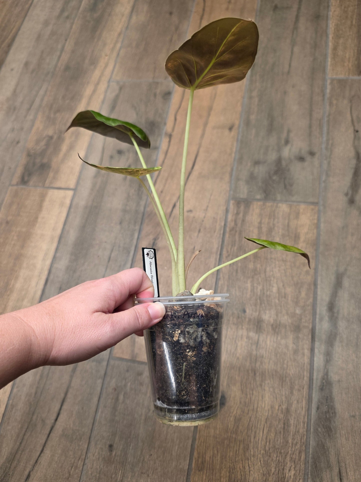 Alocasia Wentii Aurea
