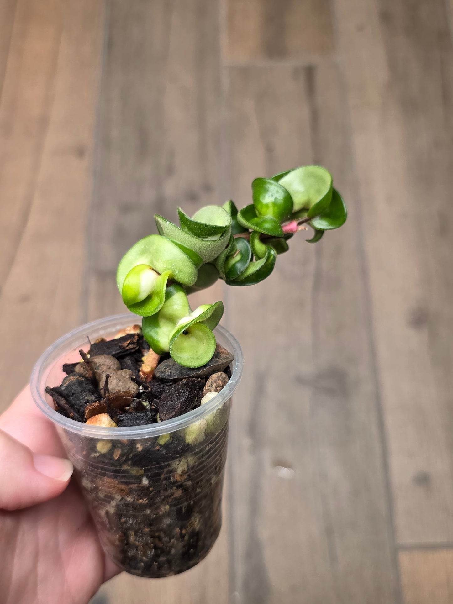 Hoya Compacta Moana Loa