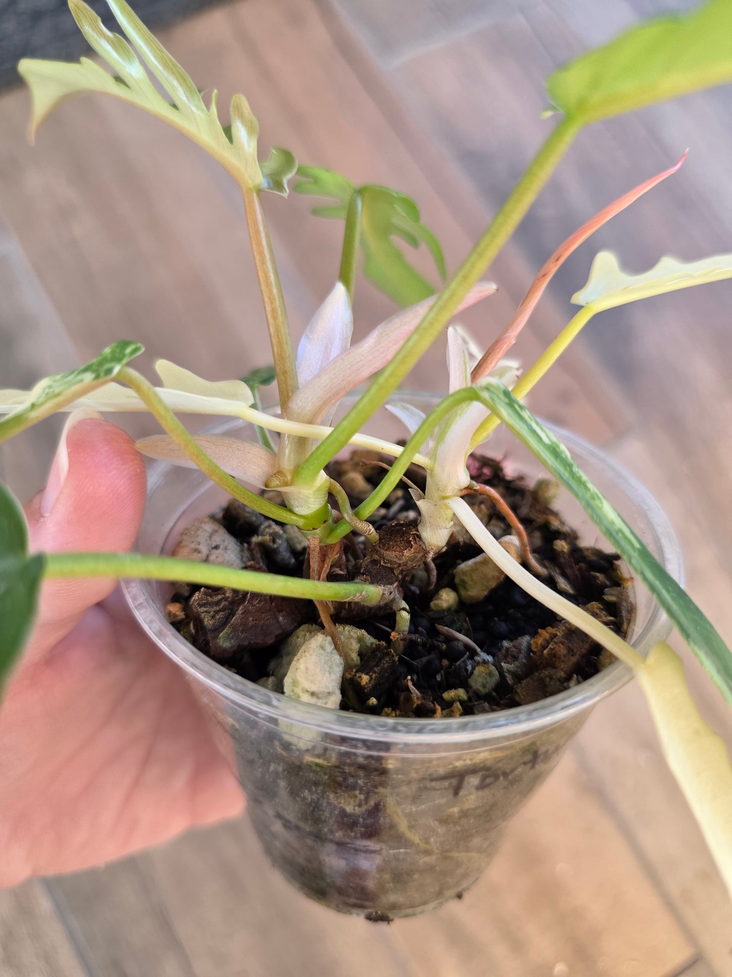 Philodendron Tortum X FL Beauty