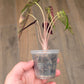 Alocasia Bambino Aurea Variegata