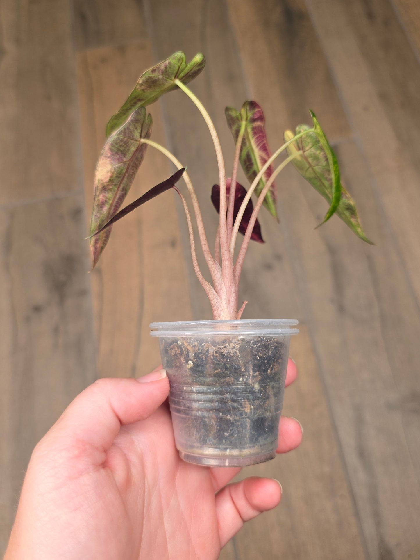 Alocasia Bambino Aurea Variegata