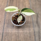 Philodendron Gabby