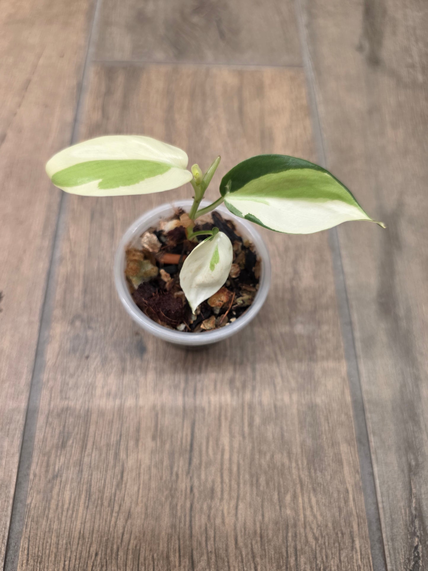 Philodendron Gabby