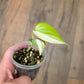 Philodendron Hederaceum Albo Variegated
