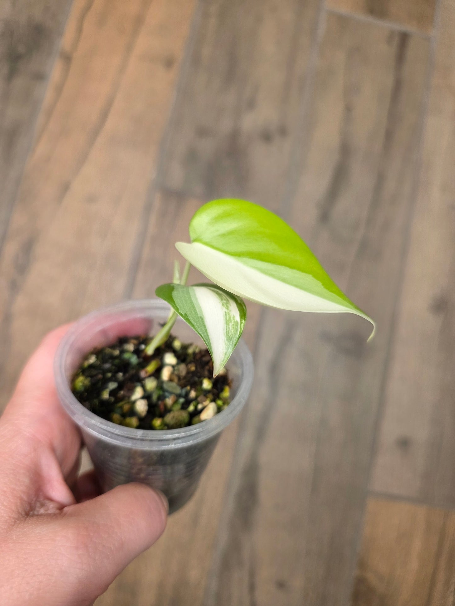Philodendron Hederaceum Albo Variegated