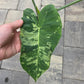 Xanthosoma Sagittifolium Variegated 'Mojito'