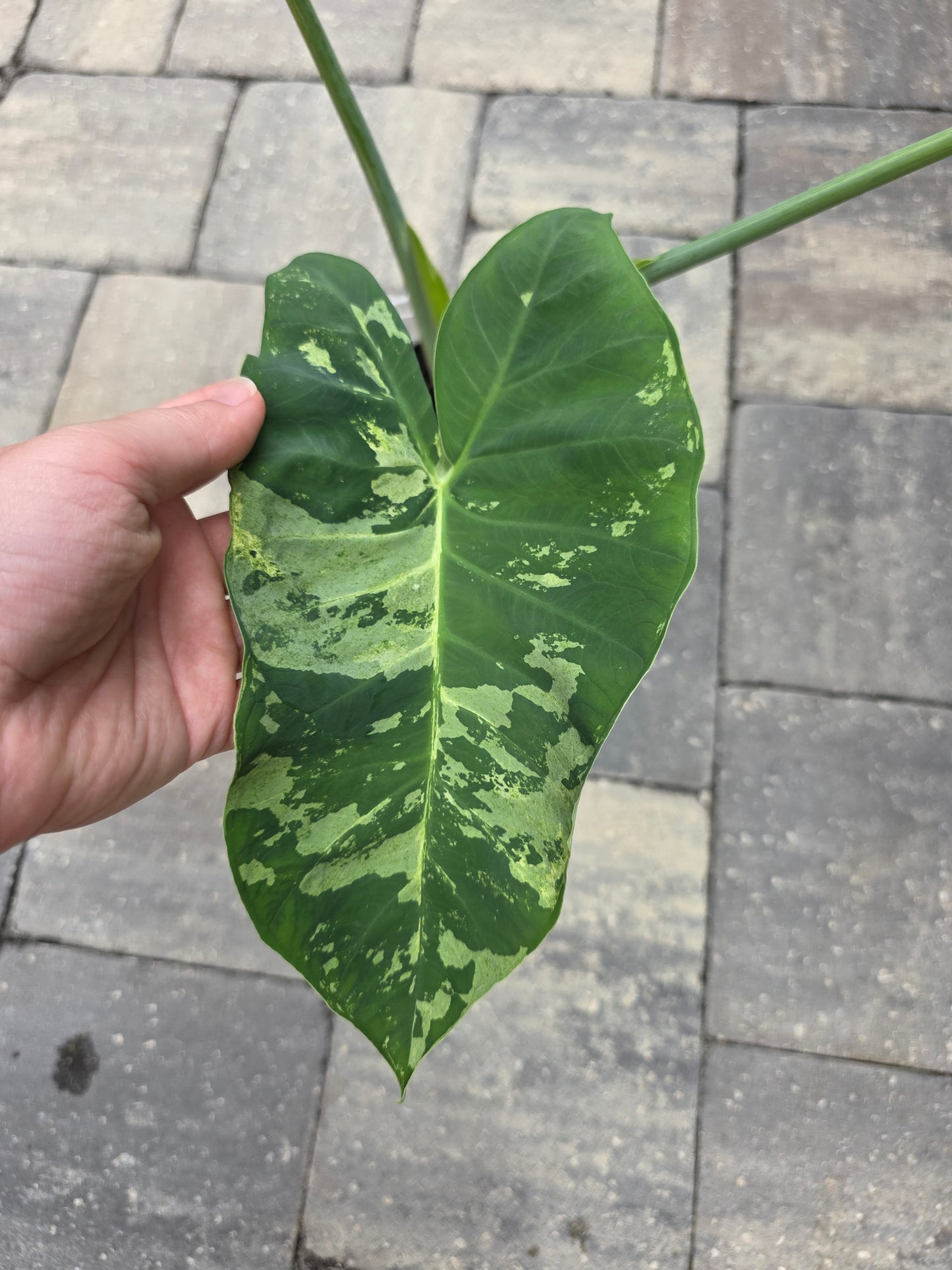 Xanthosoma Sagittifolium Variegated 'Mojito'