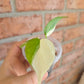Philodendron Hederaceum Albo Variegata