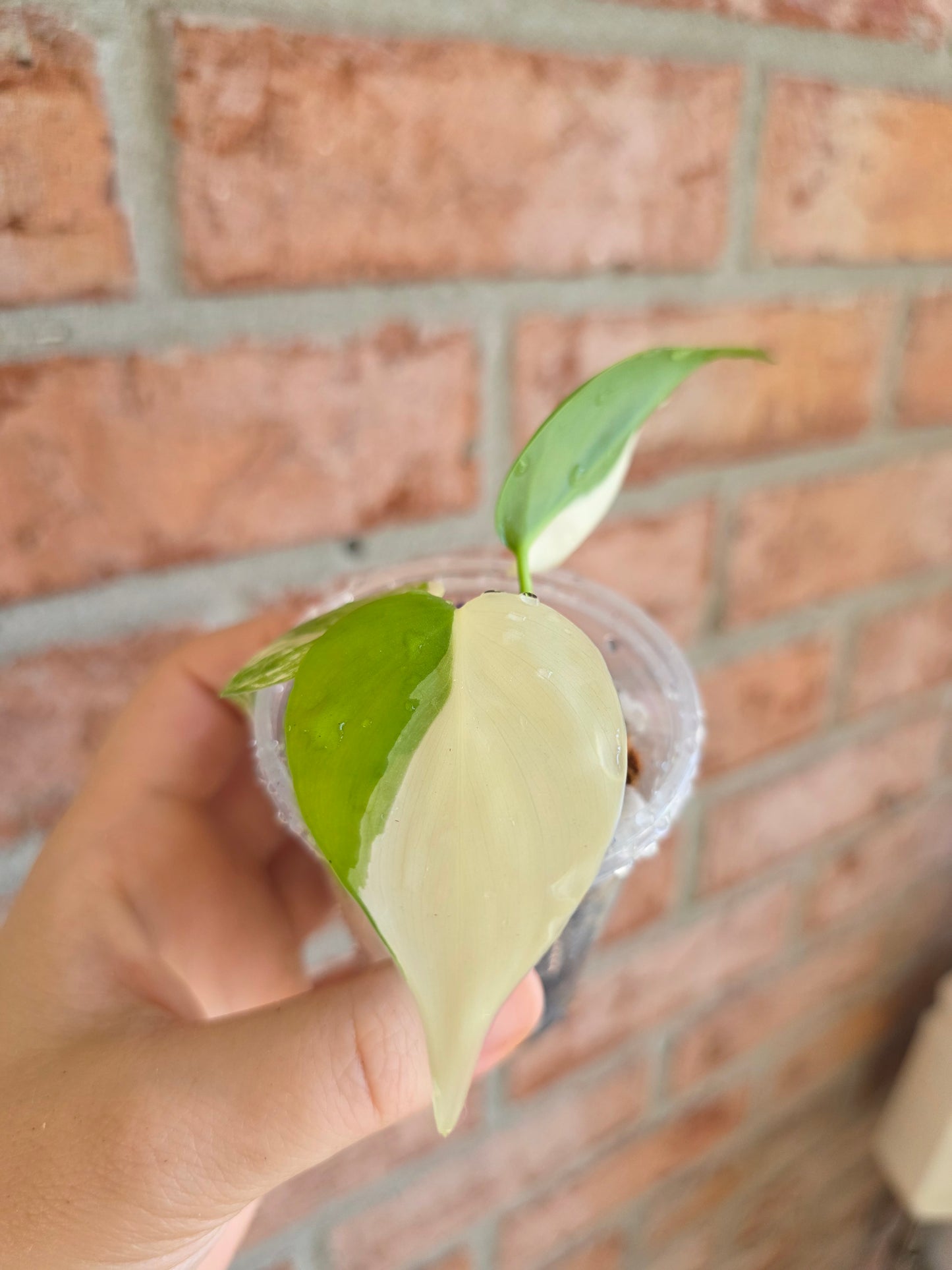 Philodendron Hederaceum Albo Variegata