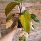 Philodendron Dark Lord Aurea Variegated