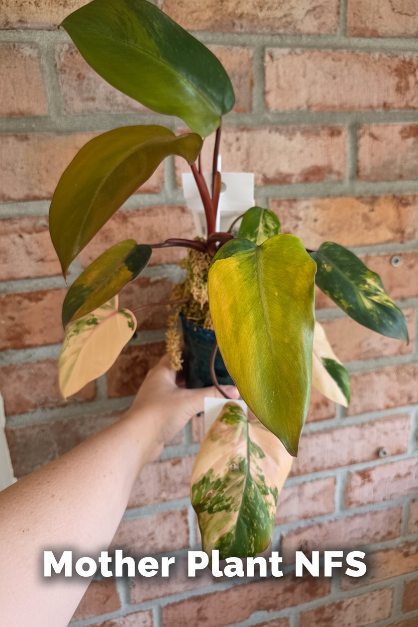 Philodendron Dark Lord Aurea Variegated