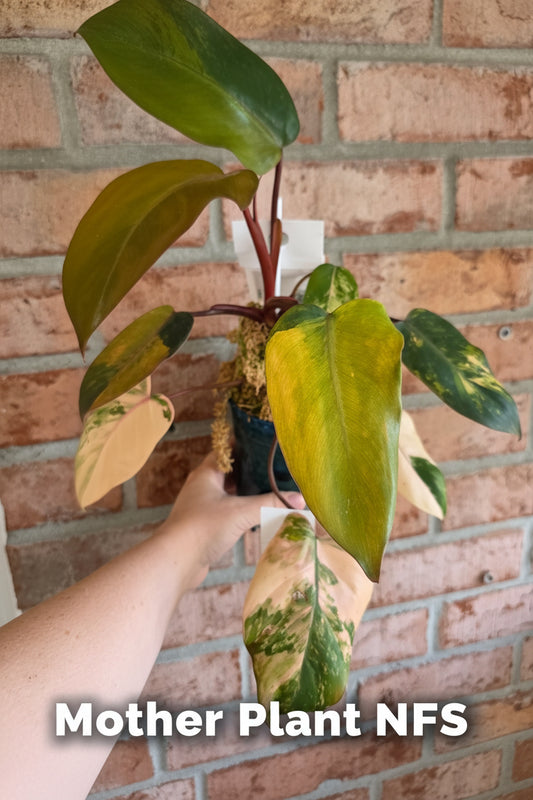 Philodendron Dark Lord Aurea Variegated