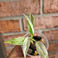Philodendron Emerald Ice