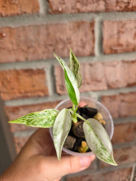Philodendron Emerald Ice