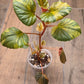 Begonia Cucullata Aurea Variegated